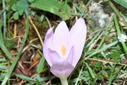 Colchicum: alpinum e neapolitanum?
